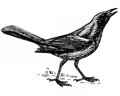 riseupad